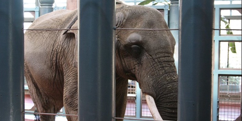 The Phoenix Zoo’s Sole Elephant: Can She Sue for Freedom?