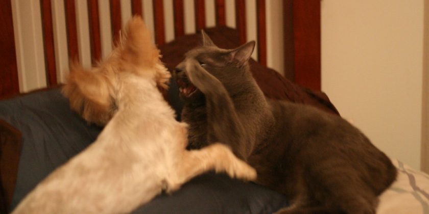 SLAPPing Down Meritless Claims: Arizona’s Anti-SLAPP Expansion, Questionable Constitutionality, and the Continued Need for Judicial Interpretation