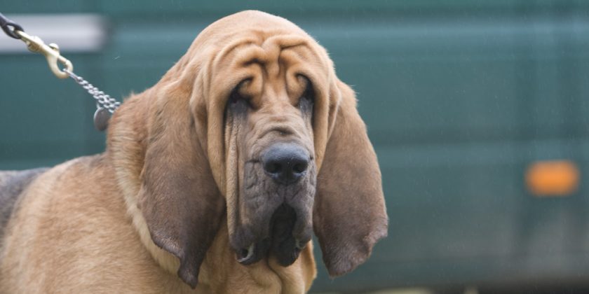 Arizona’s Enduring Battle Over Hound Hunting