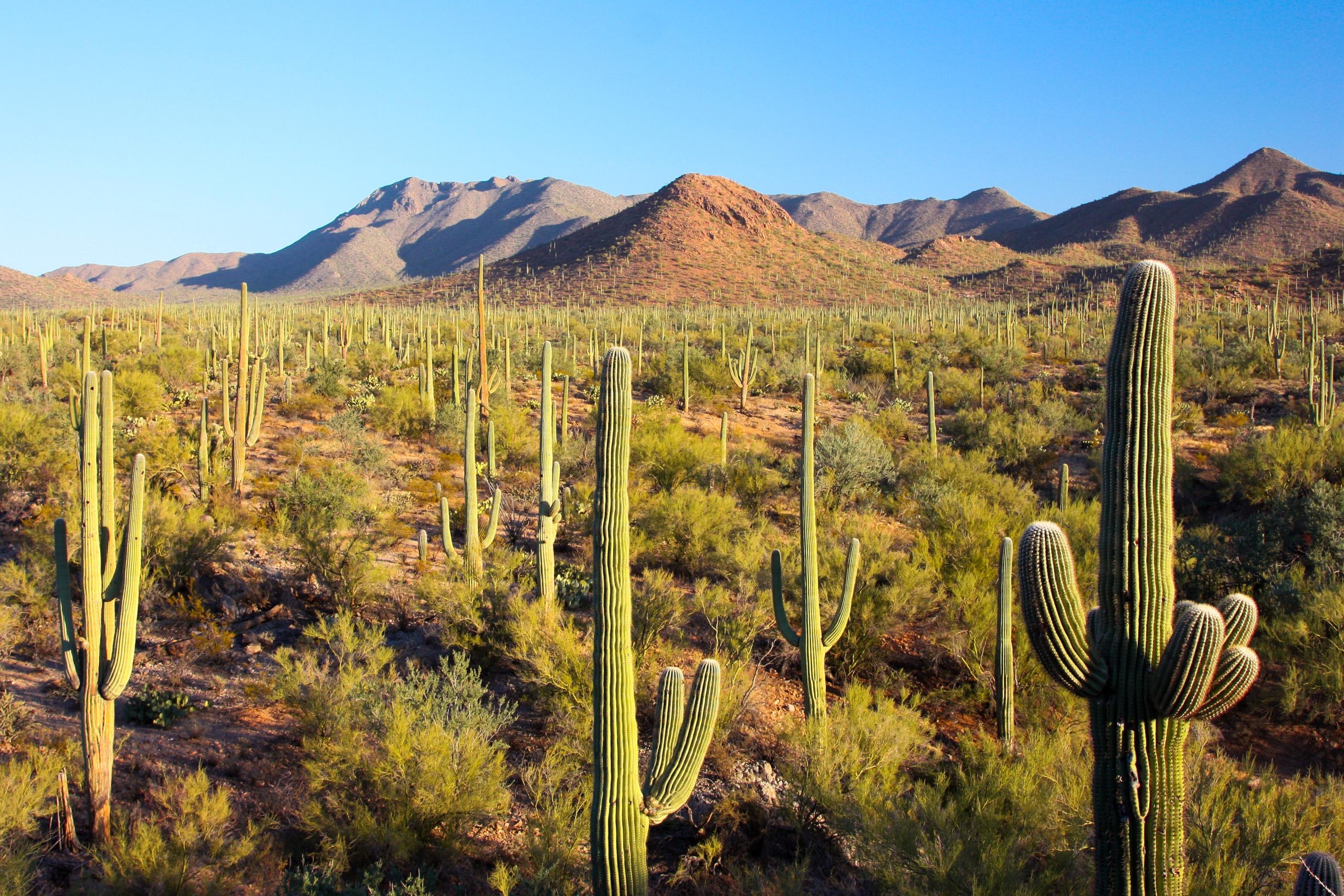 Arizona’s Alternative Business Structures: Innovation Meets Neighboring Resistance