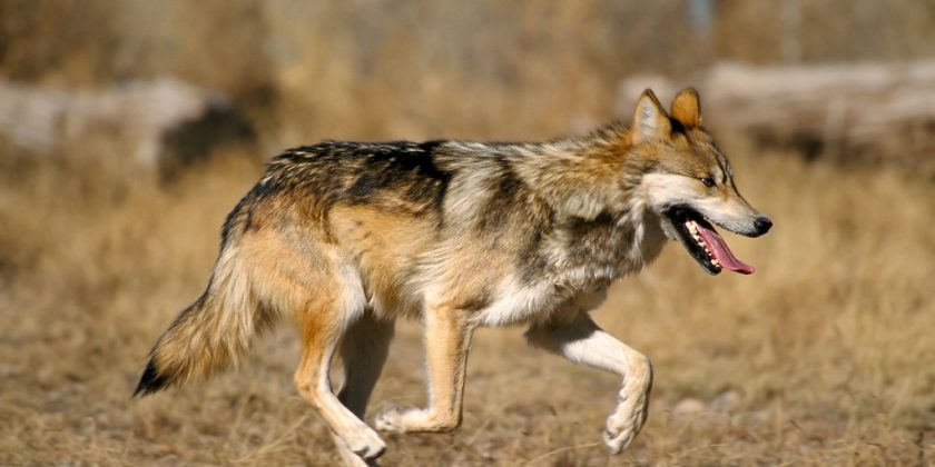 Pack Leader Is Right: Continue to Protect the Mexican Wolf