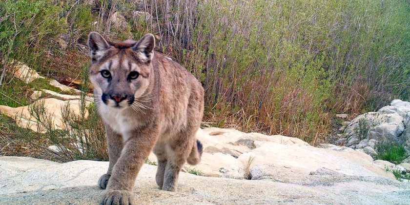 Preservation Proposals: The Effects of Rollbacks on the Endangered Species Act