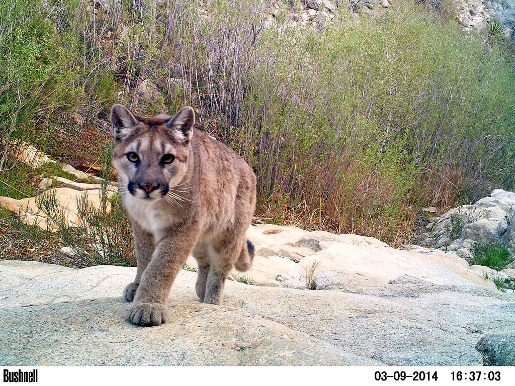 Preservation Proposals: The Effects of Rollbacks on the Endangered Species Act